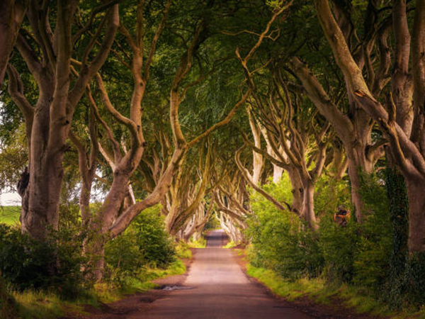 The Dark Hedges, Co. Antrim, Ireland